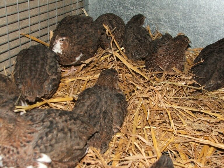 Est-ce que les cailles craignent le froid ? Est-ce que les cailles craignent le froid ?