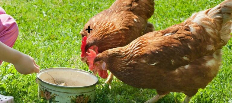 Est-ce que les cailles mangent ?