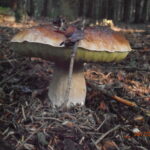 Est-ce que les cèpes poussent en une nuit ?