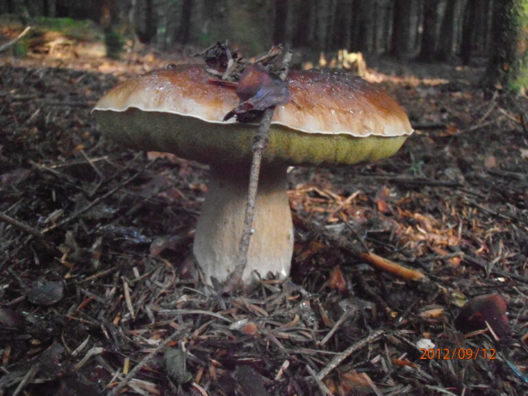Est-ce que les cèpes poussent en une nuit ?