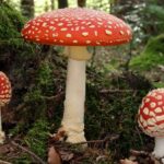 Est-ce que les champignons ça fait grossir ?