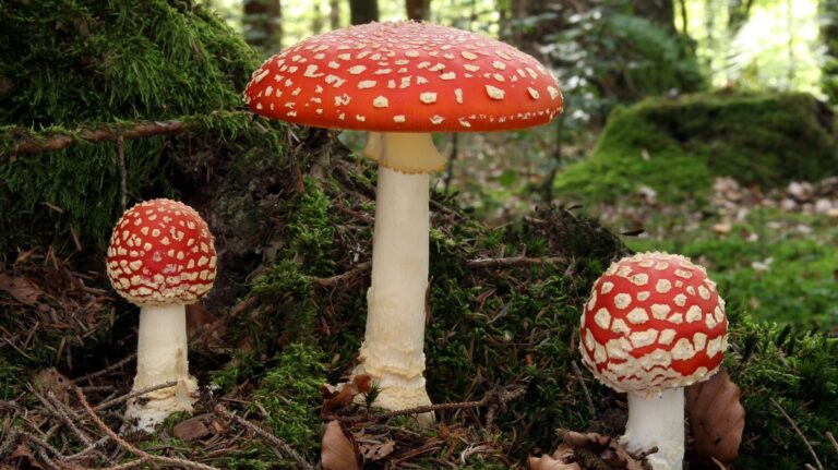 Est-ce que les champignons ça fait grossir ? Est-ce que les champignons ça fait grossir ?