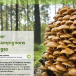 Est-ce que les champignons de Paris font grossir ?