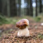 Est-ce que les champignons donnent la diarrhée ?