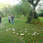 Est-ce que les champignons poussent en une nuit ?