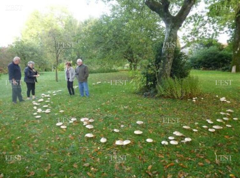 Est-ce que les champignons poussent en une nuit ?