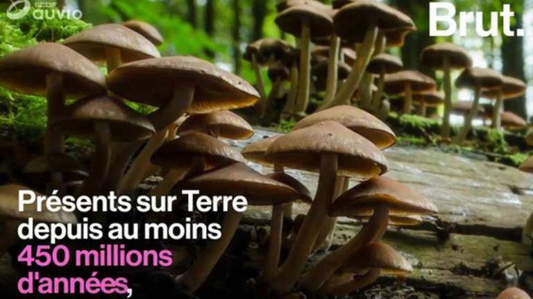 Est-ce que les champignons s Epluchent ? Est-ce que les champignons s Epluchent ?