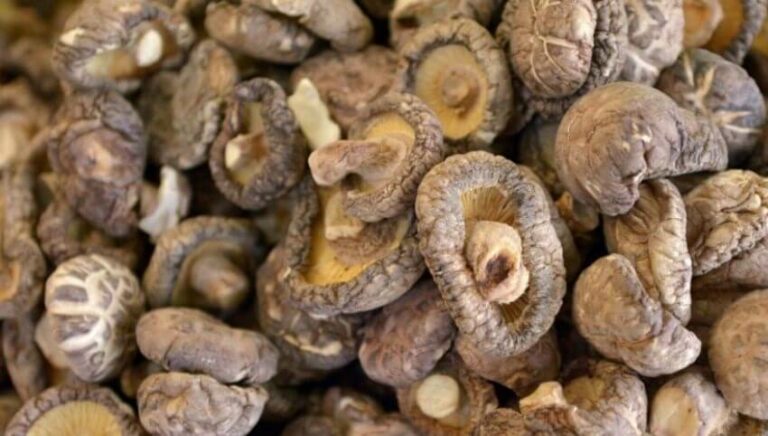 Est-ce que les champignons sont bons pour le foie ?