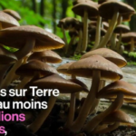 Est-ce que les champignons sont caloriques ?