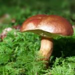 Est-ce que les champignons sont un légume ?