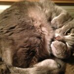 Est-ce que les chats savent qu'ils sont mignons ?