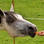 Est-ce que les chevaux mangent de la courgette ?