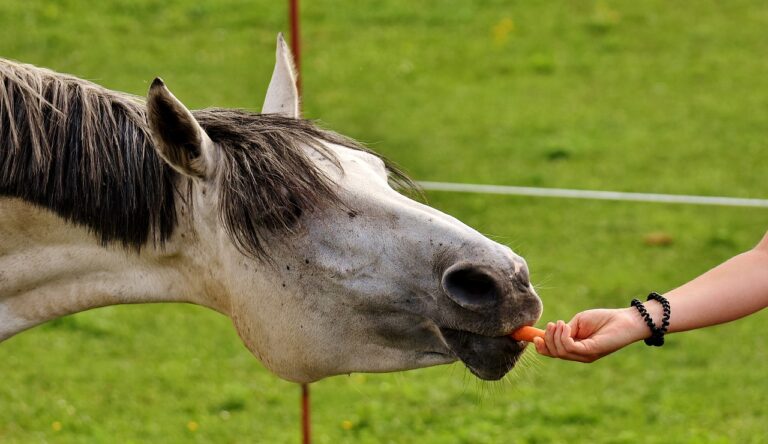 Est-ce que les chevaux mangent de la courgette ?
