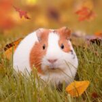 Est-ce que les cochons mangent les marrons ?