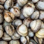 Est-ce que les coques se Congelent ?