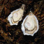 Est-ce que les crevettes sont bonnes pour la santé ?