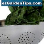 Est-ce que les épinards repoussent ?