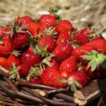 Est-ce que les fraises font faire pipi ?