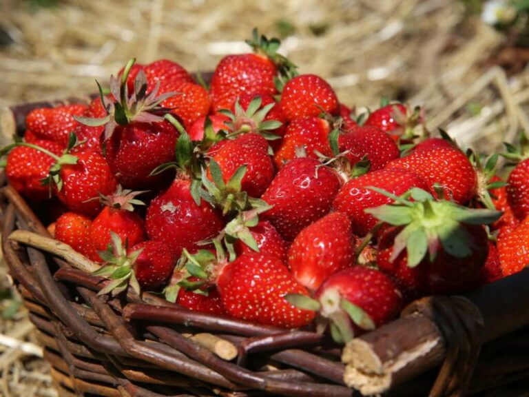 Est-ce que les fraises font faire pipi ?