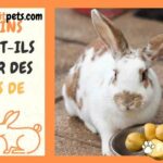 Est-ce que les lapins peuvent manger des poivrons ?