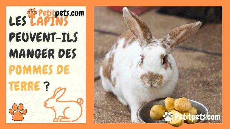 Est-ce que les lapins peuvent manger des poivrons ?