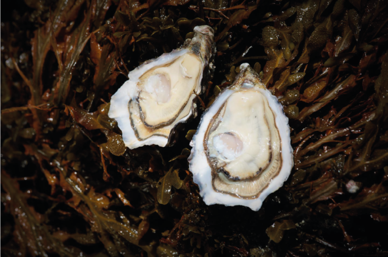 Est-ce que les moules sont bonnes pour la santé ? Est-ce que les moules sont bonnes pour la santé ?