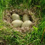 Est-ce que les œufs contiennent du gluten ?