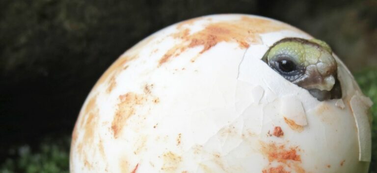 Est-ce que les oeufs d’autruche se mange ? Est-ce que les oeufs d'autruche se mange ?