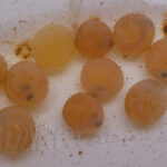 Est-ce que les oeufs de truite se mange ?