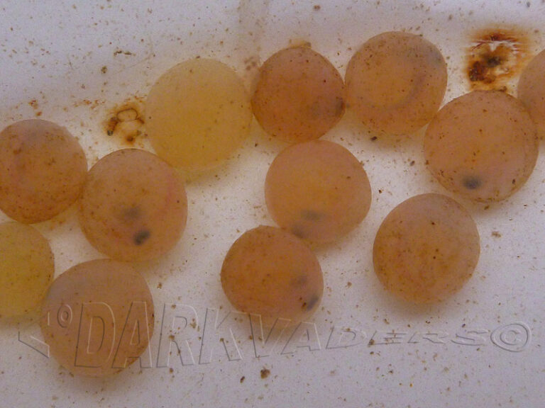 Est-ce que les oeufs de truite se mange ? Est-ce que les oeufs de truite se mange ?