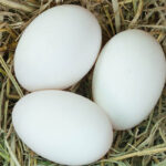 Est-ce que les œufs d'oie se mange ?