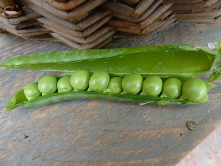 Est-ce que les petits pois ça fait grossir ? Est-ce que les petits pois ça fait grossir ?
