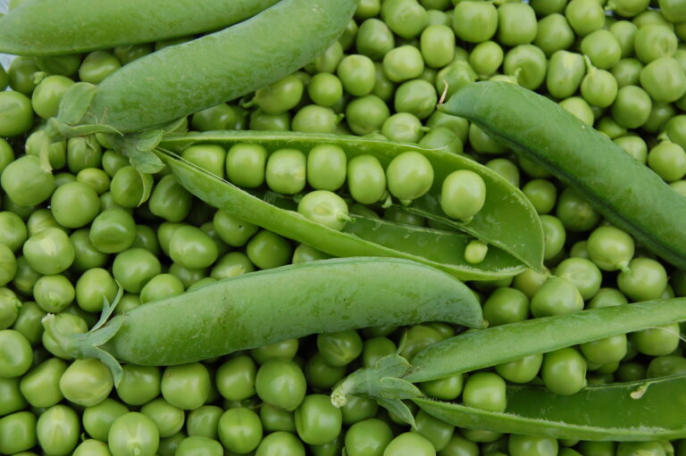 Est-ce que les petits pois sont sucrés ? Est-ce que les petits pois sont sucrés ?