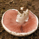 Est-ce que les pieds des champignons de Paris se mangent ?