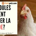 Est-ce que les pigeons mangent de la viande ?