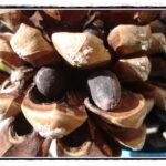 Est-ce que les pignons de pin font grossir ?