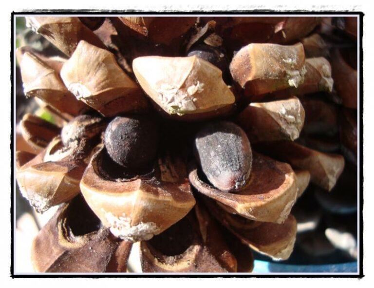 Est-ce que les pignons de pin font grossir ?