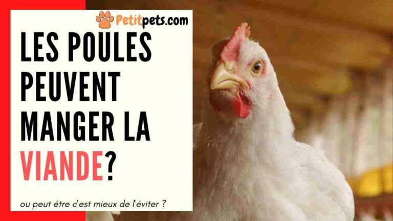 Est-ce que les pleurotes se mangent cru ?