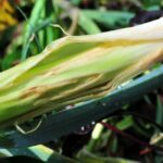 Est-ce que les poireaux donnent des coliques ?