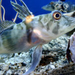 Est-ce que les poissons ont un genre ?