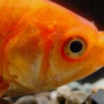 Est-ce que les poissons peuvent avoir froid ?