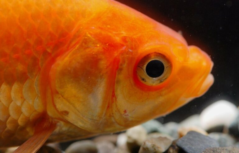 Est-ce que les poissons peuvent avoir froid ?