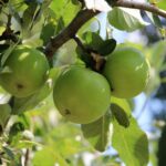 Est-ce que les pommes continuent de mûrir une fois cueillies ?