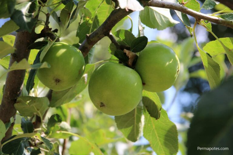 Est-ce que les pommes continuent de mûrir une fois cueillies ? Est-ce que les pommes continuent de mûrir une fois cueillies ?
