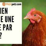 Est-ce que les poules mangent des kiwis ?