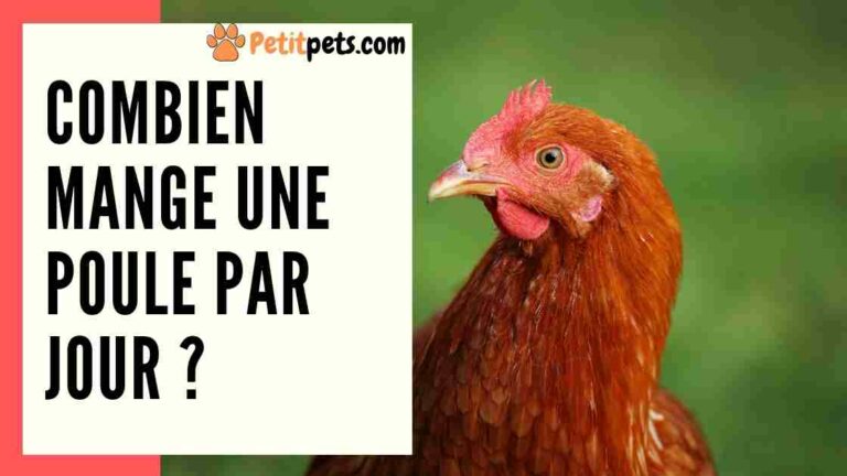 Est-ce que les poules mangent des kiwis ?