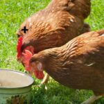 Est-ce que les poules mangent des pommes ?