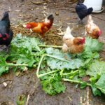 Est-ce que les poules mangent les epluchures de carottes ?