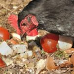 Est-ce que les poules mangent les épluchures de pommes ?