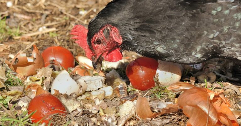 Est-ce que les poules mangent les épluchures de pommes ? Est-ce que les poules mangent les épluchures de pommes ?
